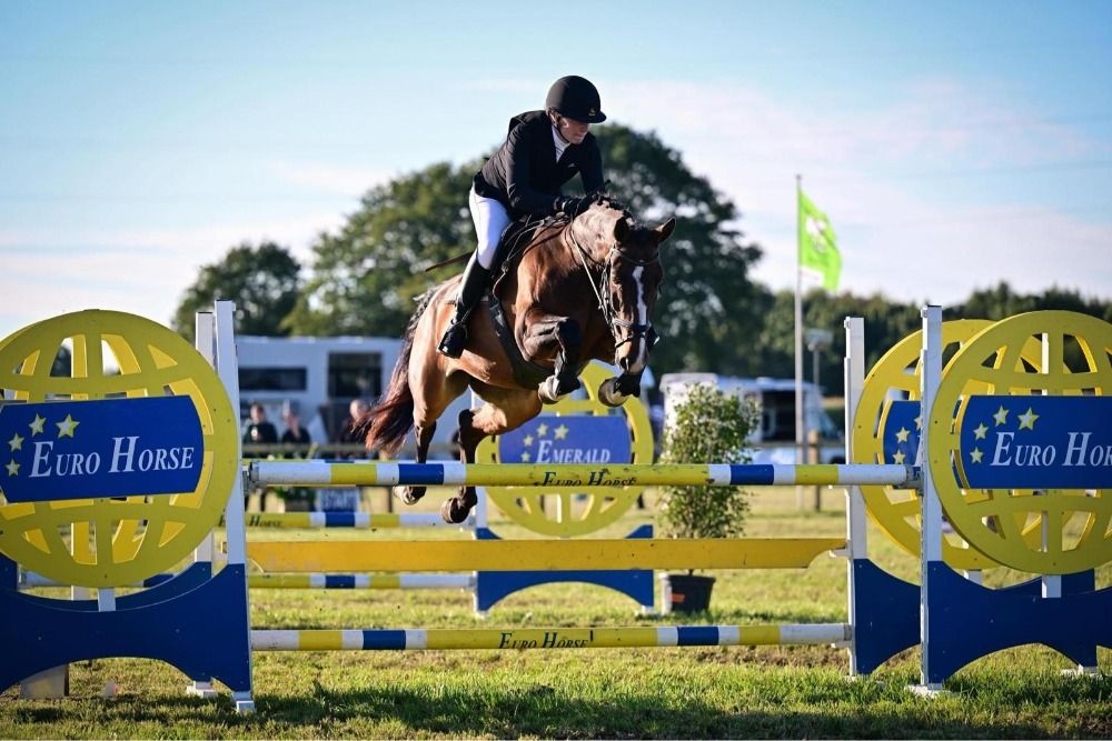 Allround sportpaard - knap, lief en werklustig