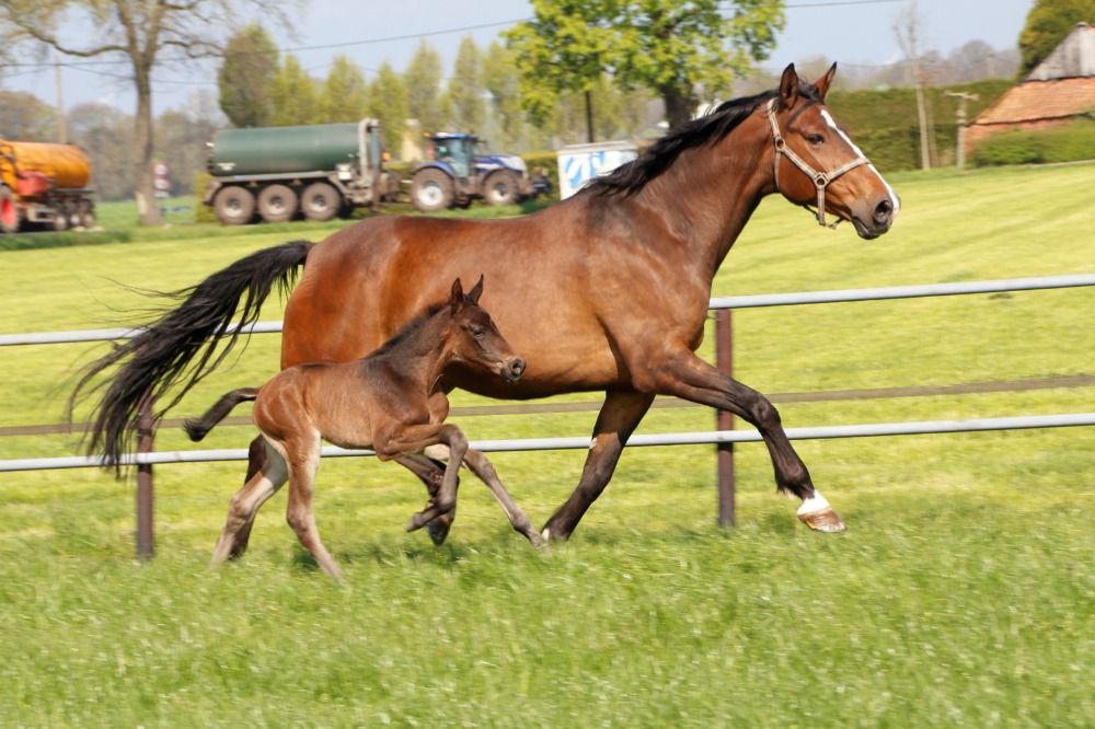 SBS springpaard Merrie 10 jaar Donkerbruin te koop - Foto 3