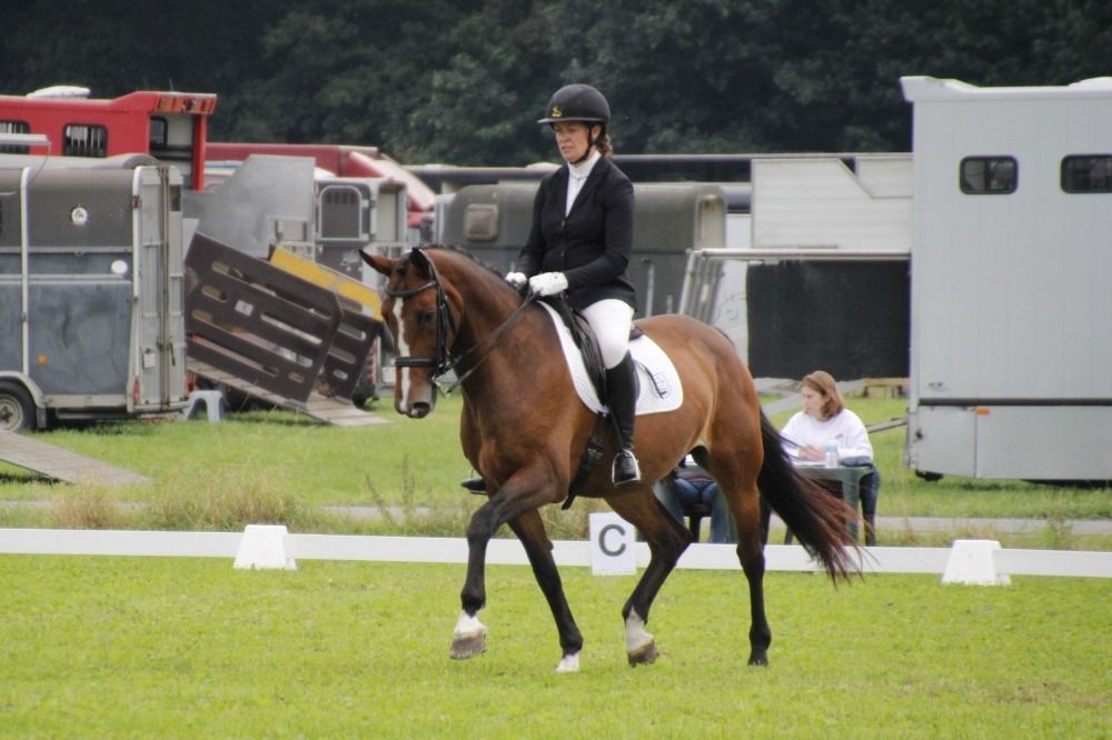 SBS springpaard Merrie 10 jaar Donkerbruin te koop - Foto 2