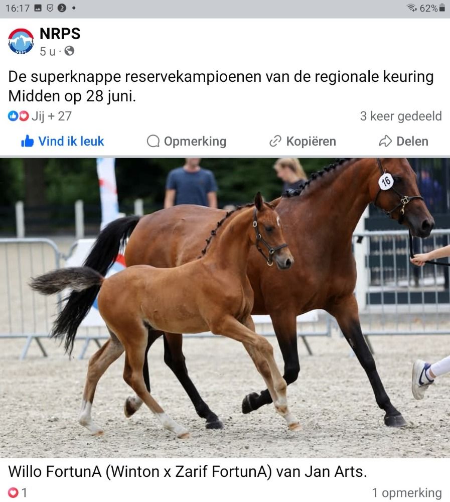 Knap hengstveulen te koop