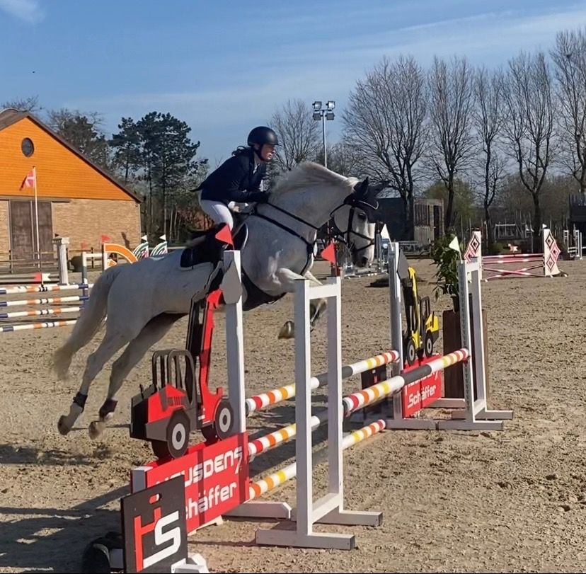 Westfalen paard Merrie 20 jaar Schimmel te koop - Foto 3
