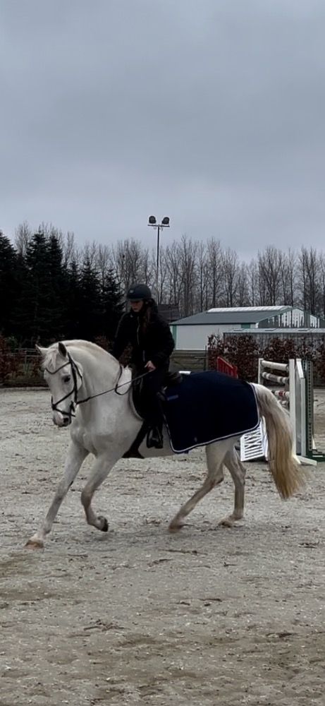 Westfalen paard Merrie 20 jaar Schimmel te koop - Foto 5