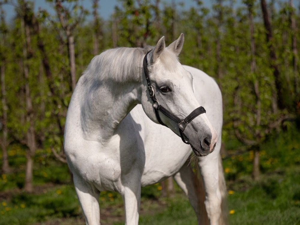 Westfalen paard Merrie 20 jaar Schimmel te koop - Foto 2