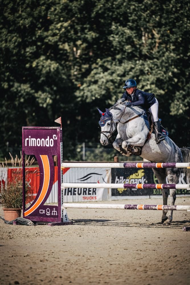 Ander stamboek springpaard Merrie 9 jaar Schimmel te koop - Foto 2