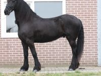Friesian attacchi gelding 9 anni (nato nel 2017) years old for sale - Photo 2
