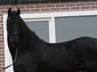 Friesian attacchi gelding 9 anni (nato nel 2017) years old for sale - Photo 3