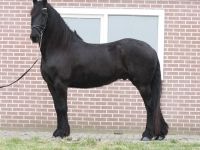 Friesian attacchi gelding 9 anni (nato nel 2017) years old for sale - Photo 4