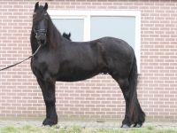 Friesian attacchi gelding 9 anni (nato nel 2017) years old for sale - Photo 5