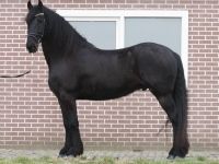 Friesian attacchi gelding 9 anni (nato nel 2017) years old for sale - Photo 6