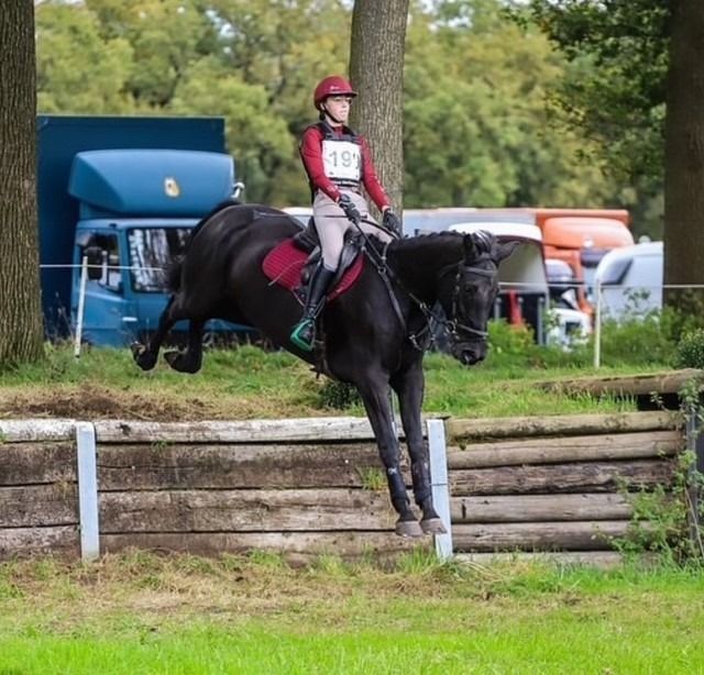 Zangersheide springpaard Merrie 8 years old Zwart for sale - Photo 2