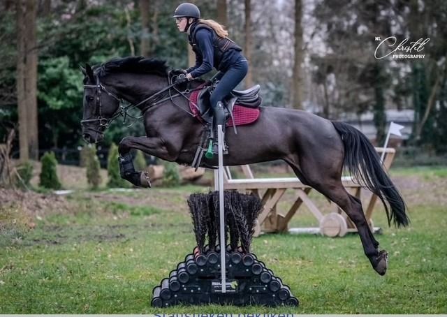 Zangersheide springpaard Merrie 8 years old Zwart for sale - Main photo