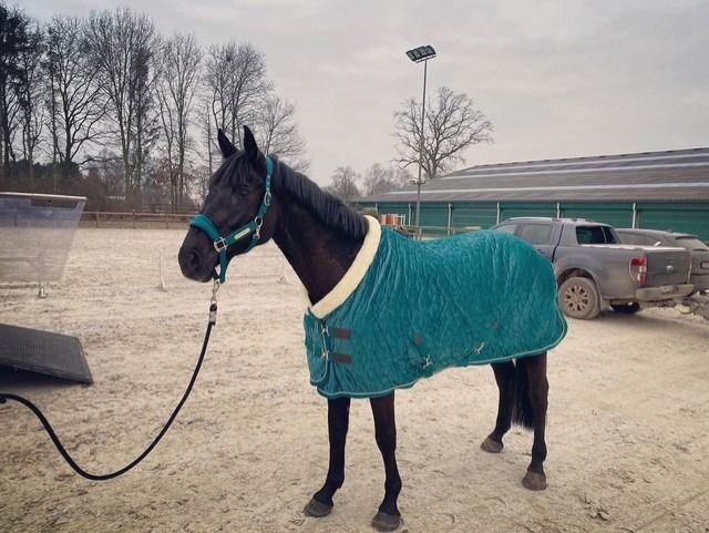 Zangersheide springpaard Merrie 8 years old Zwart for sale - Photo 3
