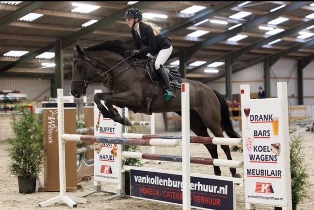 Zangersheide springpaard Merrie 8 years old Zwart for sale - Photo 4