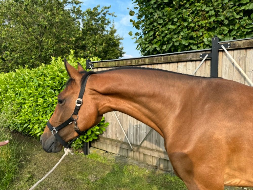springpaard zu verkaufen - Foto 2