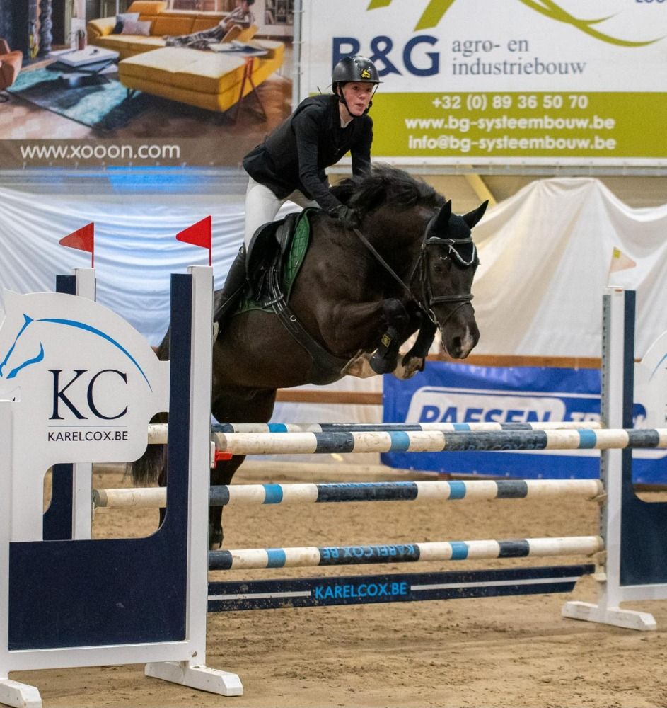KWPN springpaard Ruin 13 jaar Zwart te koop - Hoofdfoto