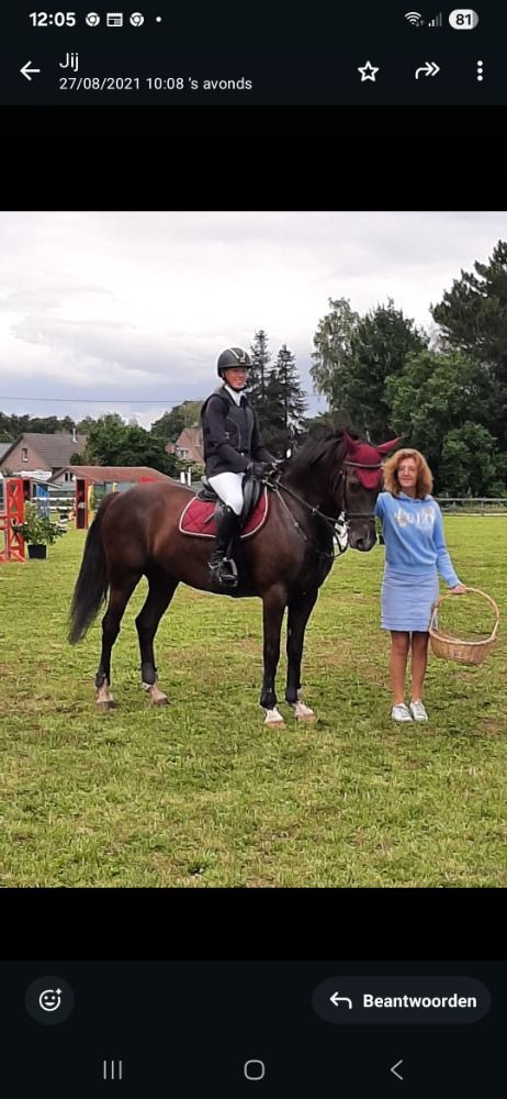 KWPN springpaard Ruin 13 jaar Zwart te koop - Foto 4