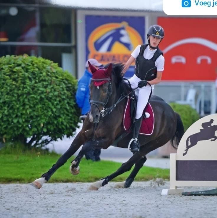 KWPN springpaard Ruin 13 jaar Zwart te koop - Foto 2