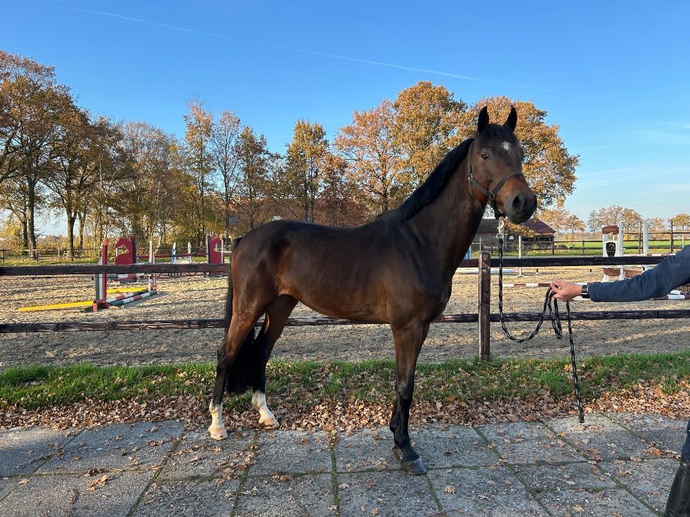 KWPN paard Ruin 4 jaar Bruin te koop - Hoofdfoto