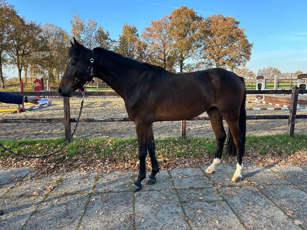 KWPN paard Ruin 4 jaar Bruin te koop - Foto 2
