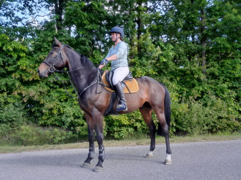Zangersheide springpaard Ruin 5 jaar Donkerbruin te koop - Foto 2