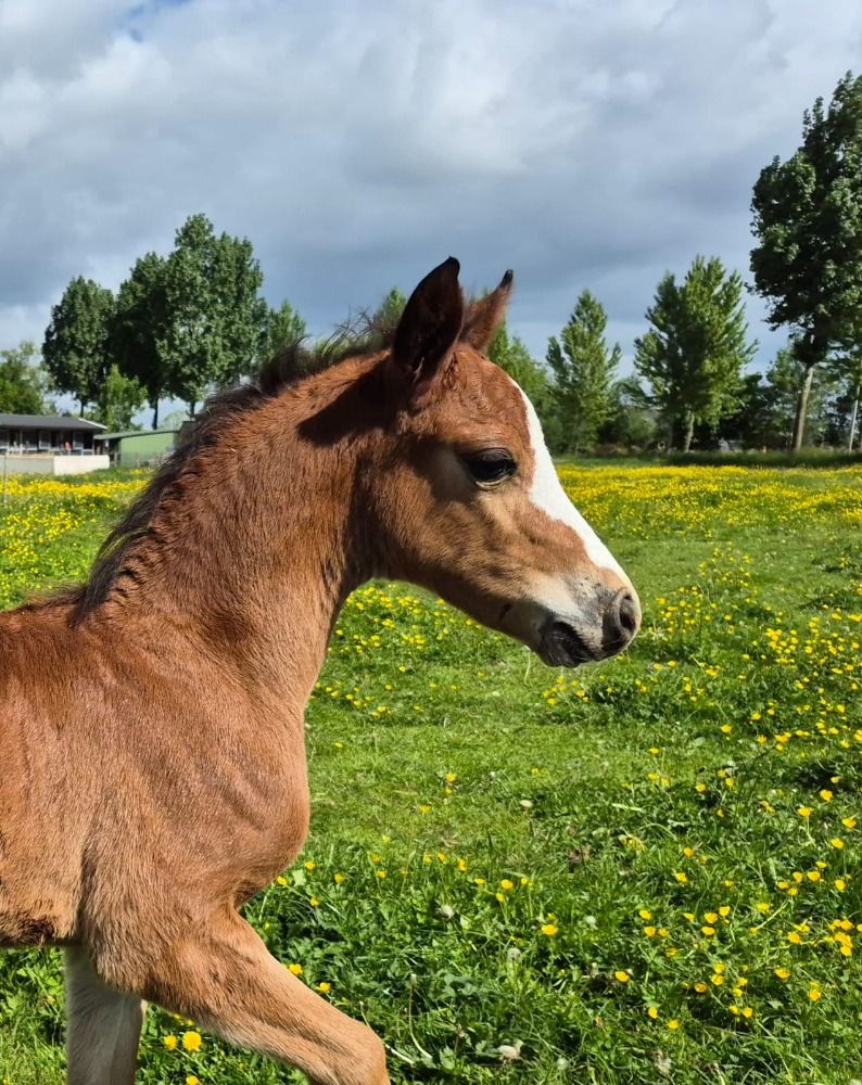 Welsh b merrie met hengstveulen