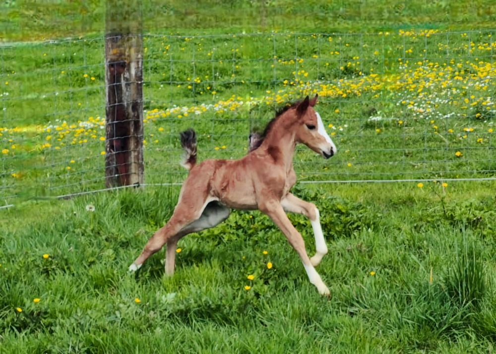 Welsh fokmerrie pony Merrie 16 jaar Andere te koop - Foto 6