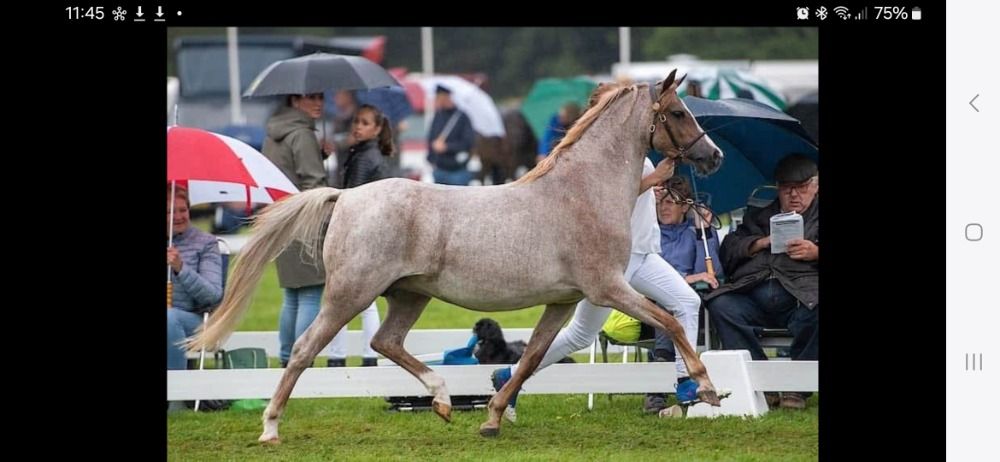 Welsh fokmerrie pony Merrie 16 jaar Andere te koop - Foto 3