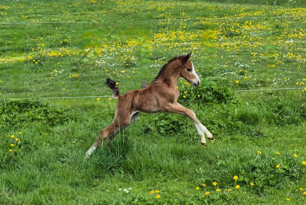 Welsh fokmerrie pony Merrie 16 jaar Andere te koop - Foto 4