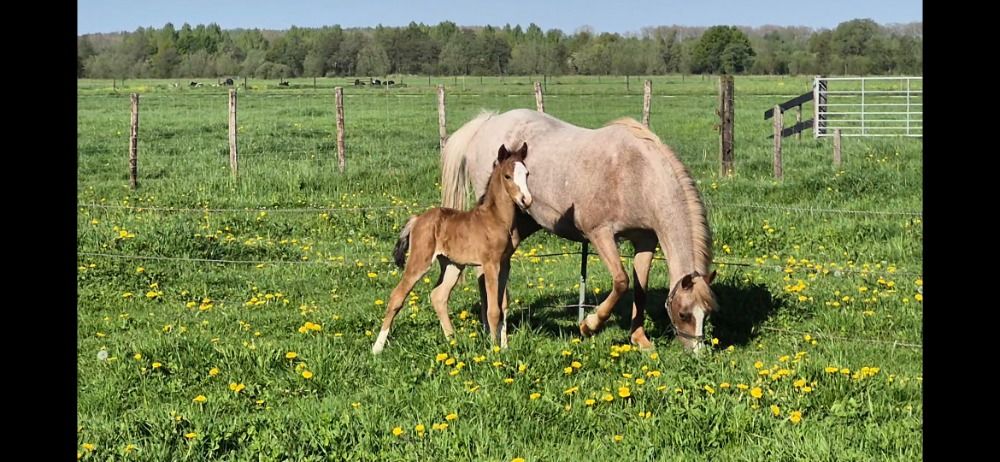 Welsh fokmerrie pony Merrie 16 jaar Andere te koop - Foto 2