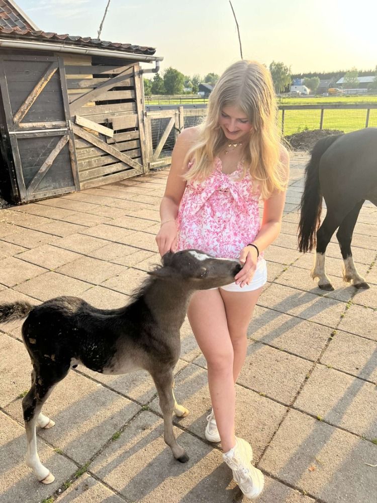 Veulenopfok Zuid-Holland (paarden&ponys)