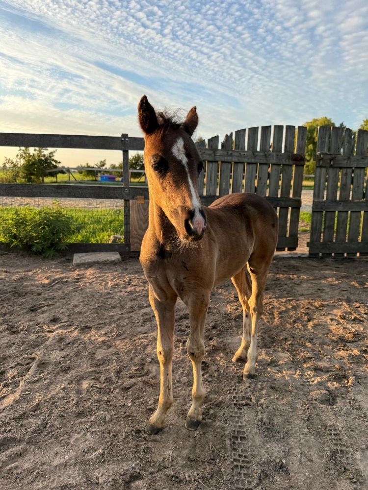 Veulenopfok Zuid-Holland (paarden&ponys) - Foto 2