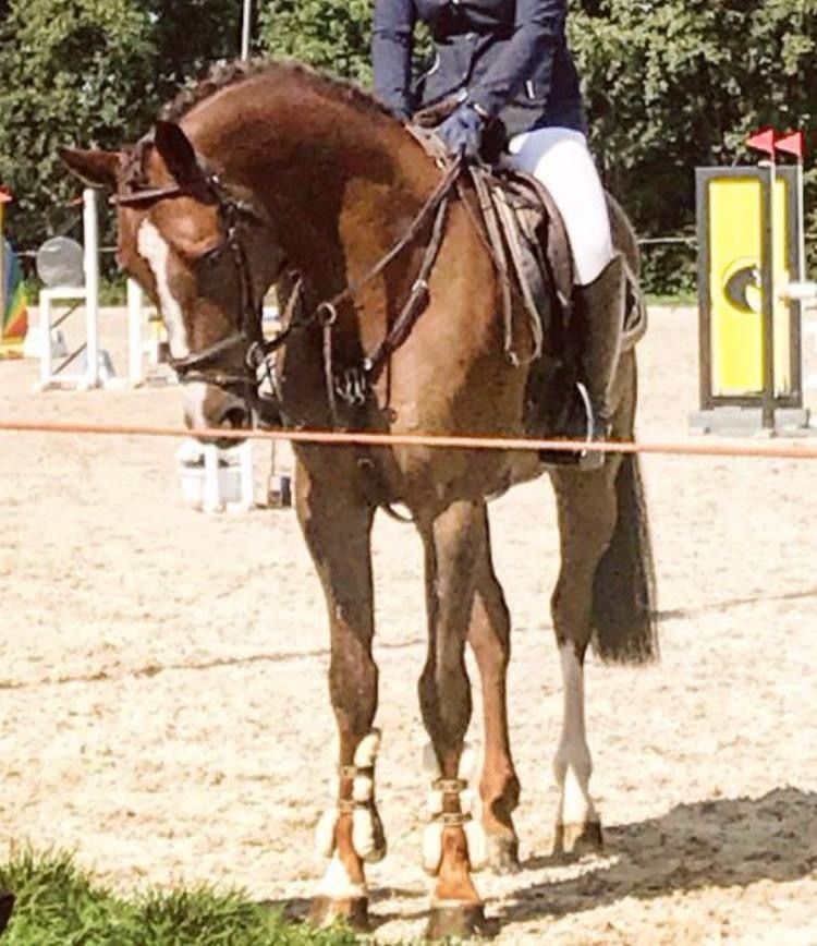 KWPN springpaard Ruin 12 years old Vos for sale - Photo 2