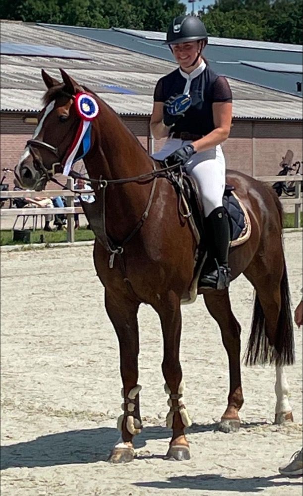 KWPN springpaard Ruin 12 years old Vos for sale - Photo 3