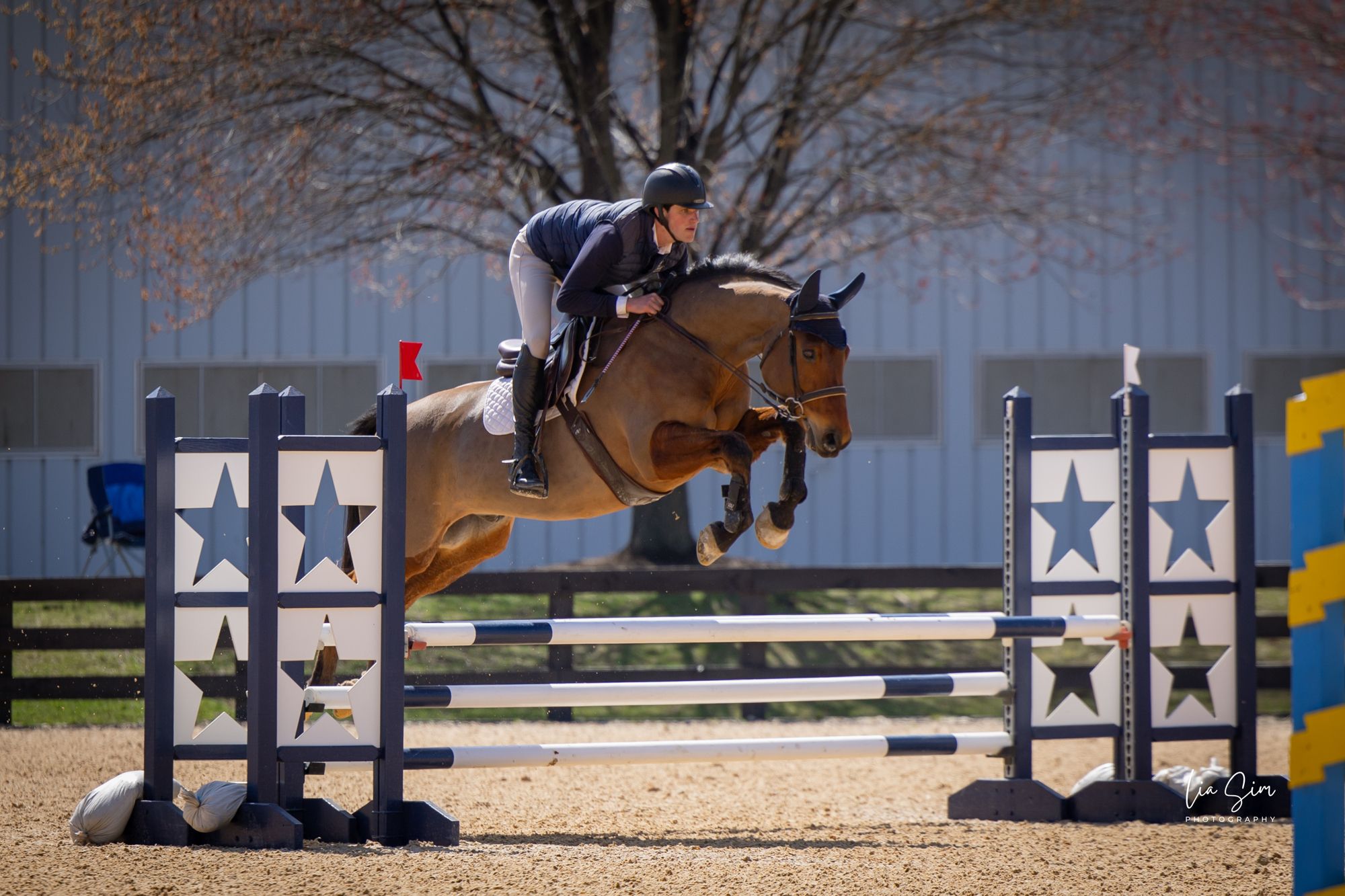 Hanoverian allrounder gelding 14 years old Bay for sale - Photo 2