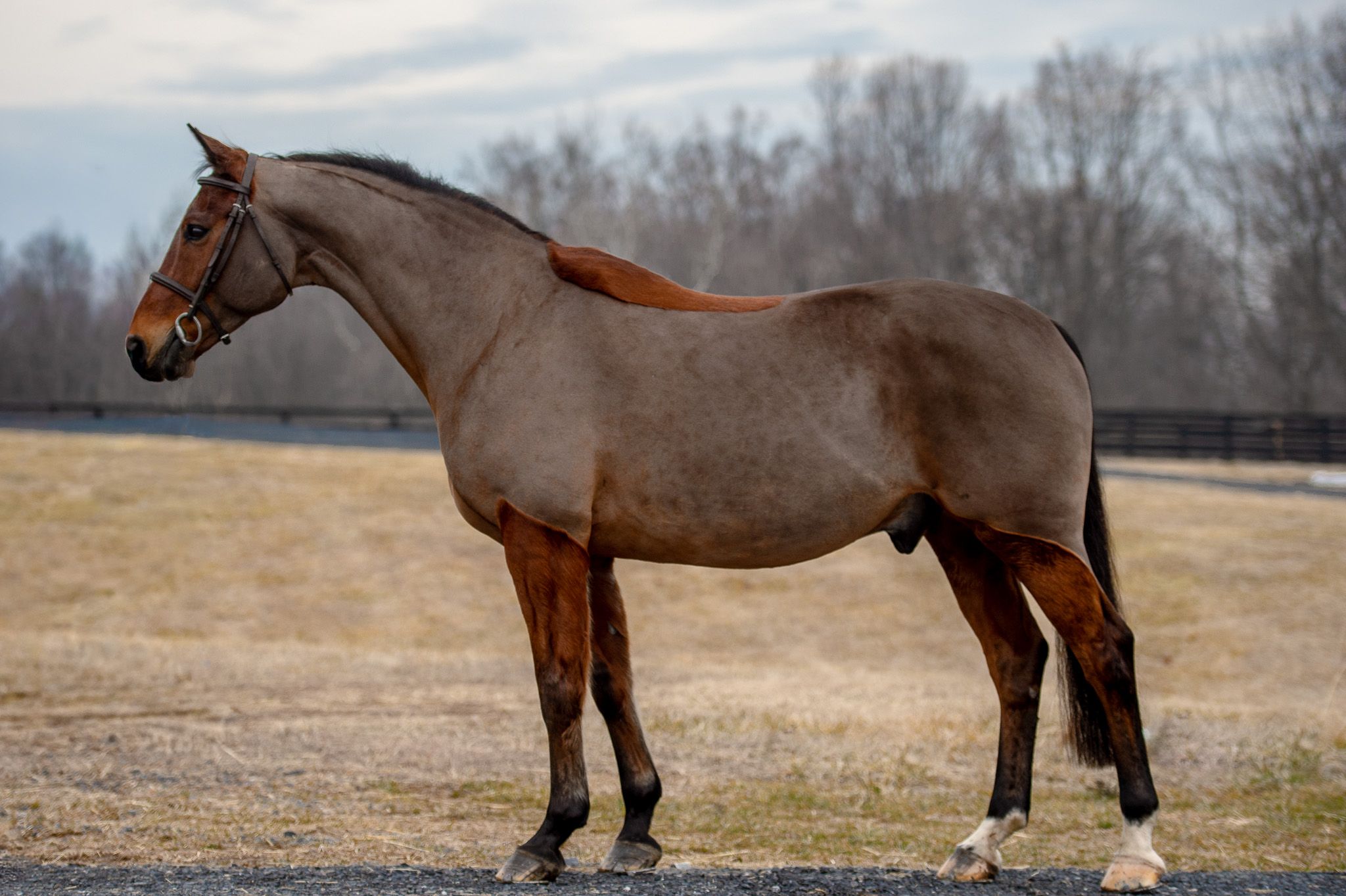 Hanoverian allrounder gelding 14 years old Bay for sale - Photo 3