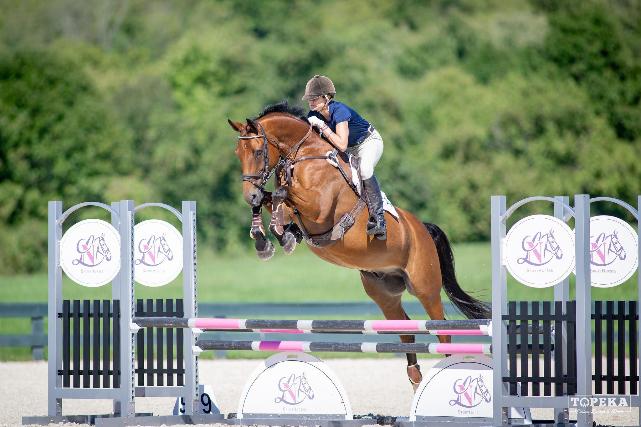 Hanoverian allrounder gelding 14 years old Bay for sale - Photo 4