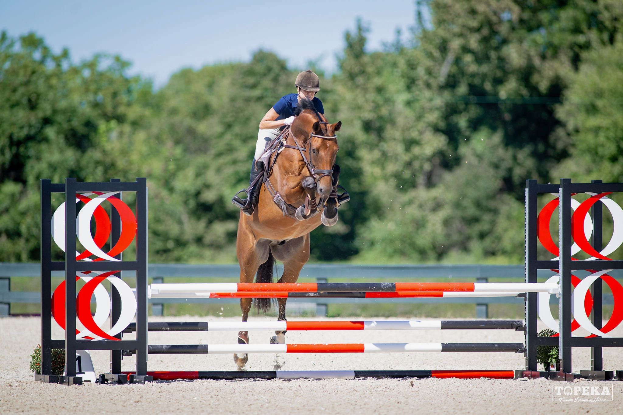 Hanoverian allrounder gelding 14 years old Bay for sale - Photo 5