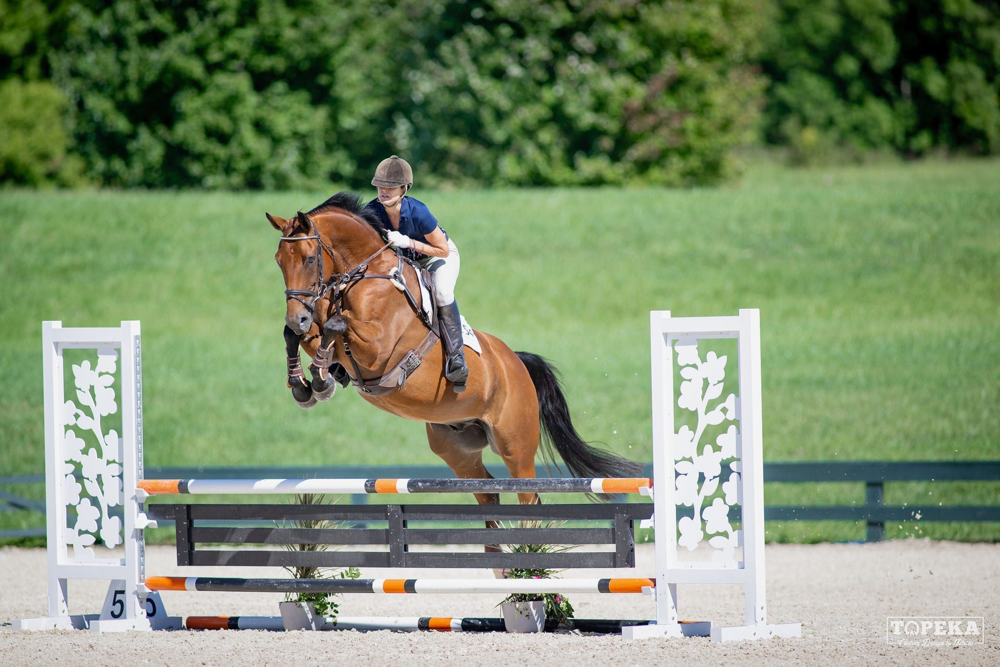 Hanoverian allrounder gelding 14 years old Bay for sale - Photo 6
