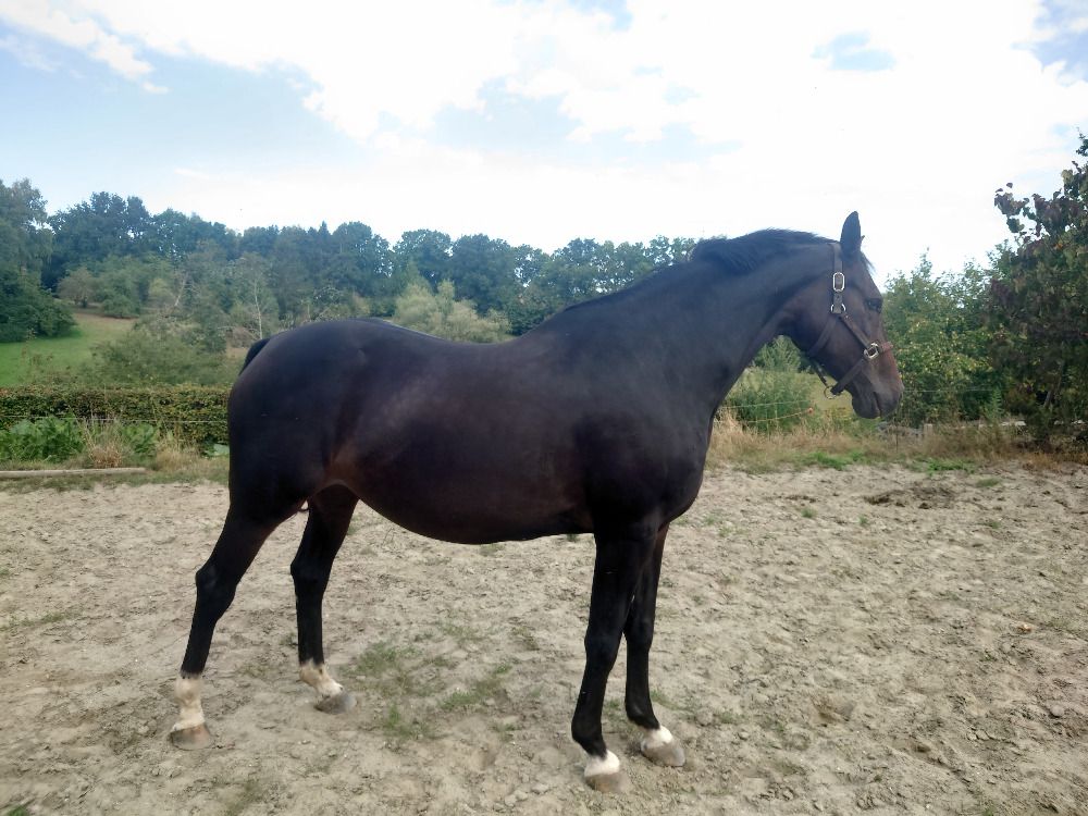 BWP fokmerrie Merrie 16 jaar Bruin te koop - Foto 3