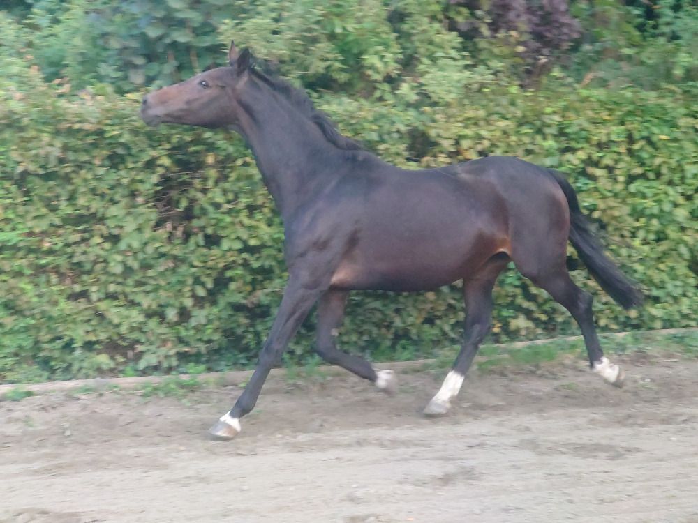 BWP fokmerrie Merrie 16 jaar Bruin te koop - Foto 2