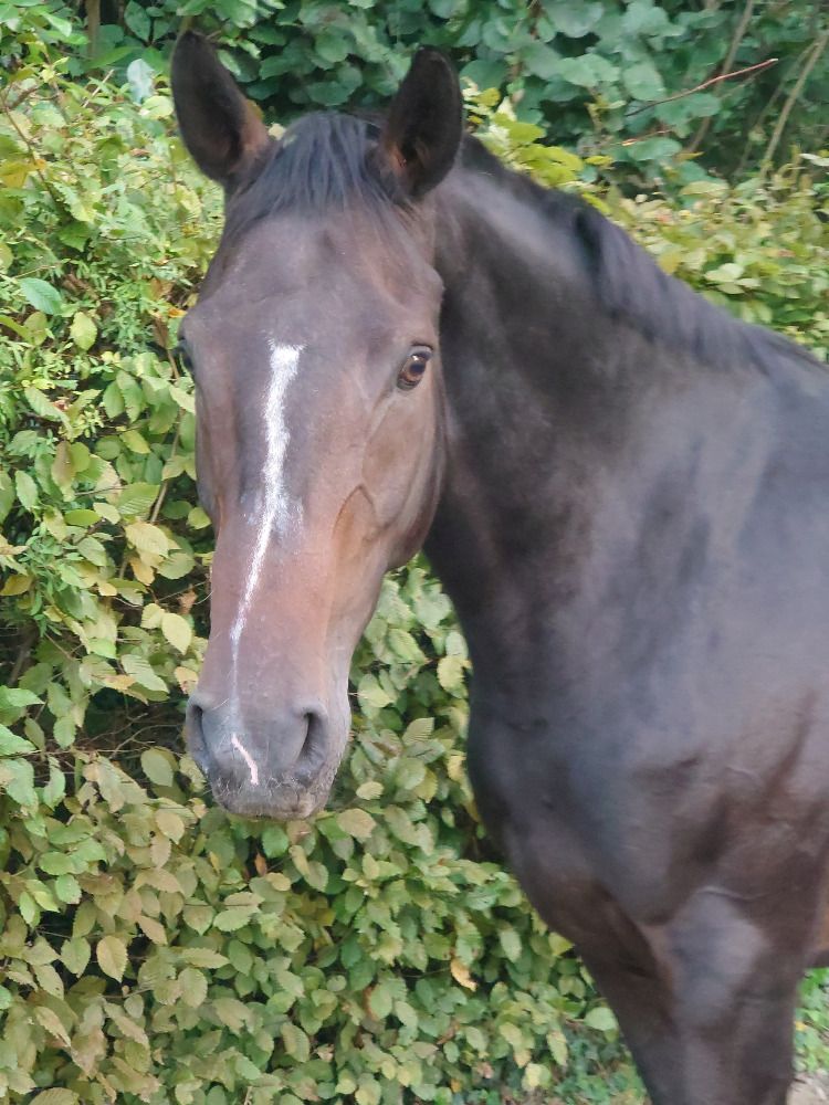 BWP fokmerrie Merrie 16 jaar Bruin te koop - Foto 5