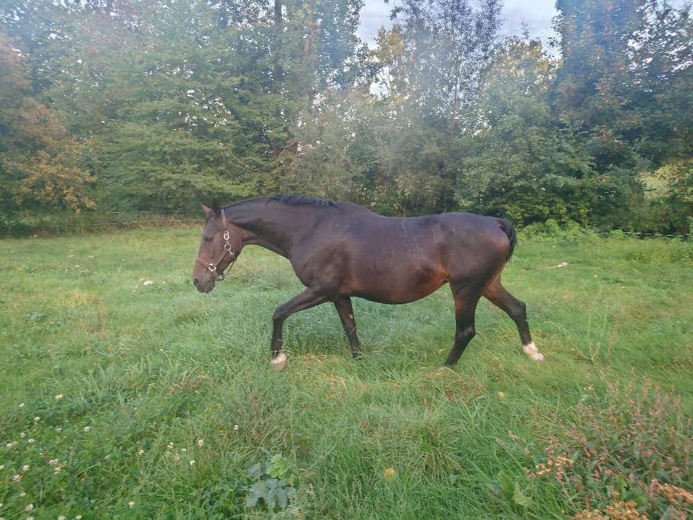 BWP fokmerrie Merrie 16 jaar Bruin te koop - Foto 4
