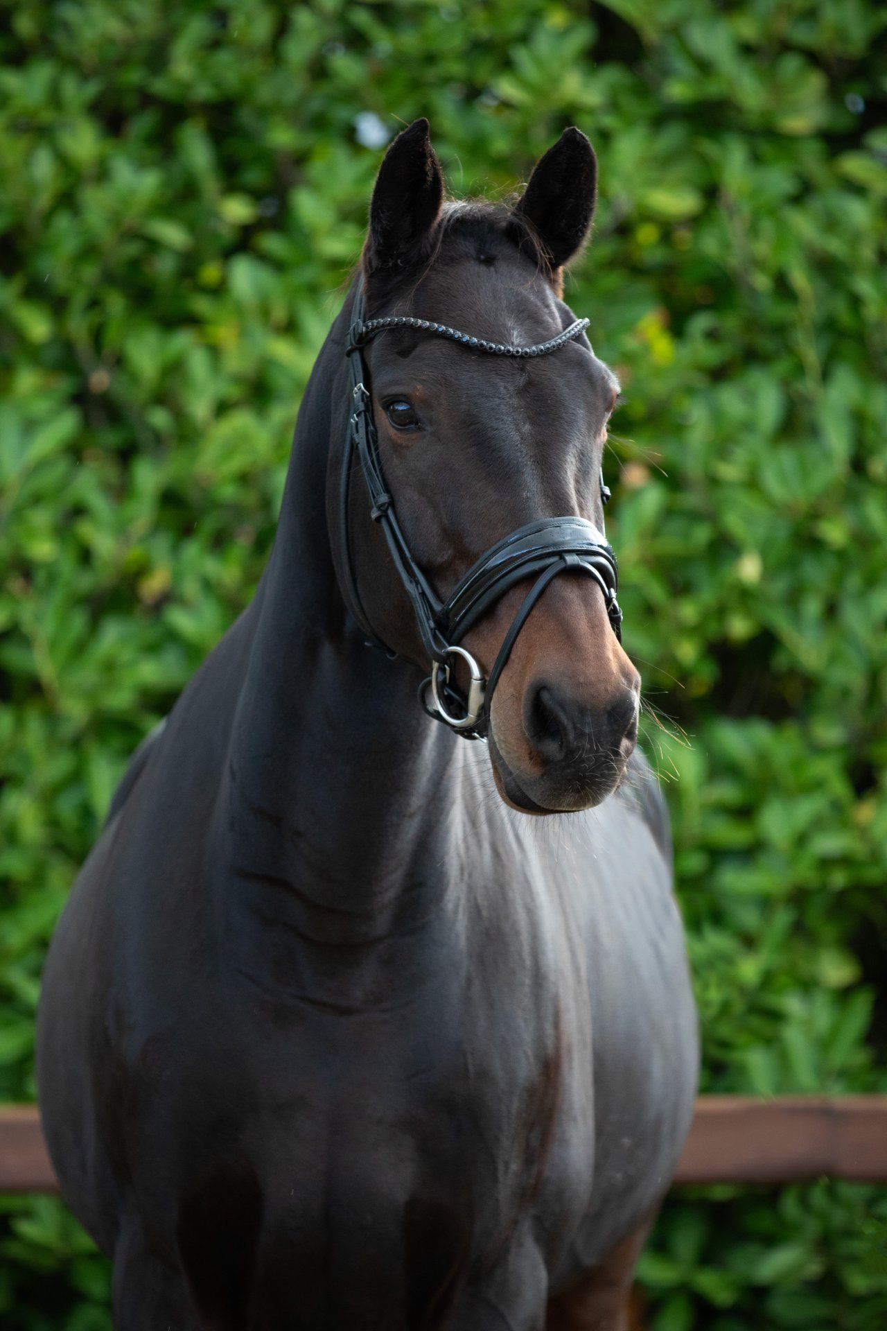 bwp dressuurpaard ruin 15 år donkerbruin till salu - Foto 2