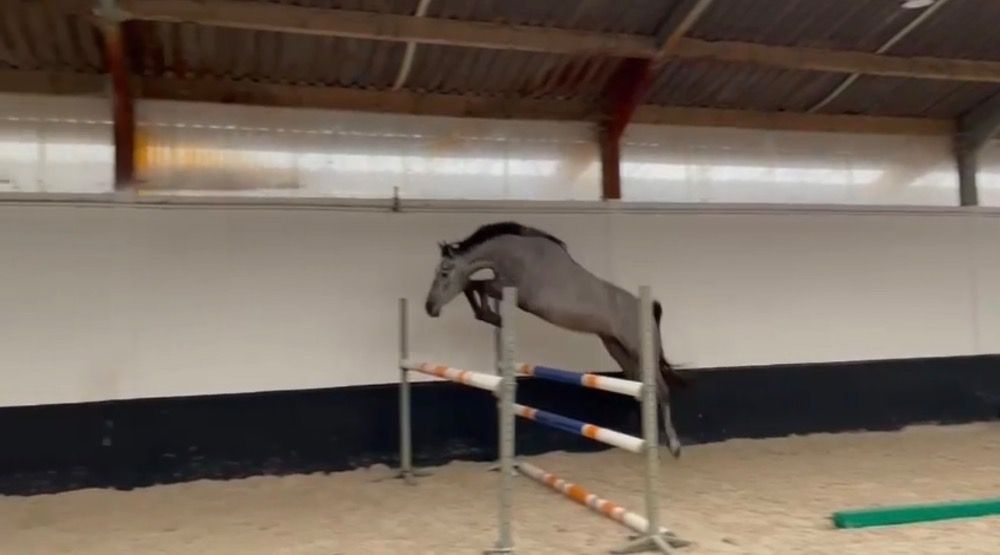 Zangersheide springpaard Ruin 4 years old Schimmel for sale - Main photo