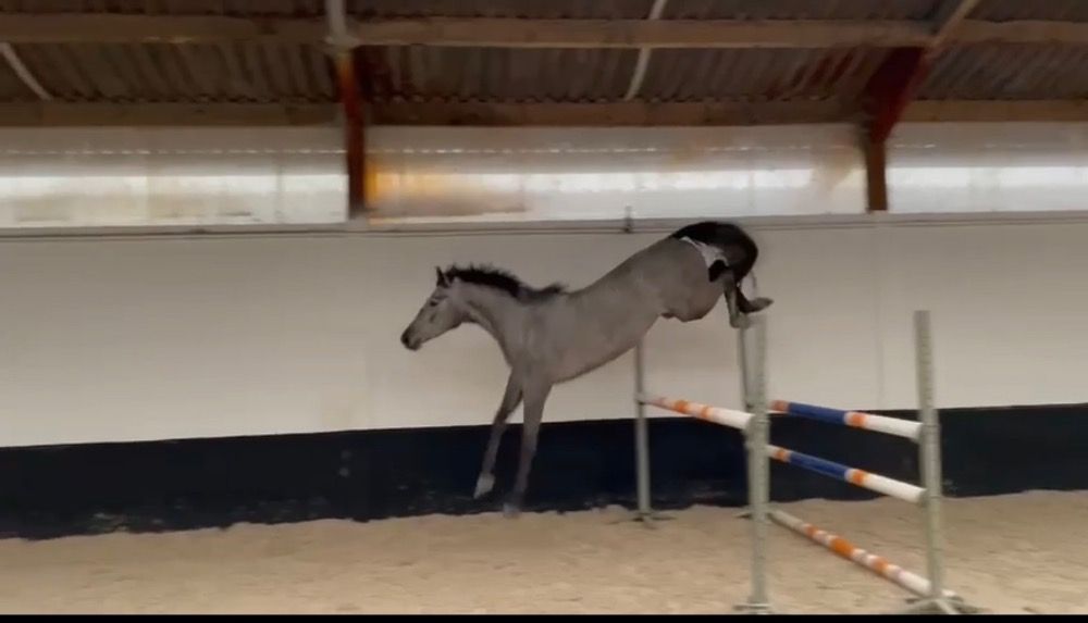 Zangersheide springpaard Ruin 4 years old Schimmel for sale - Photo 2