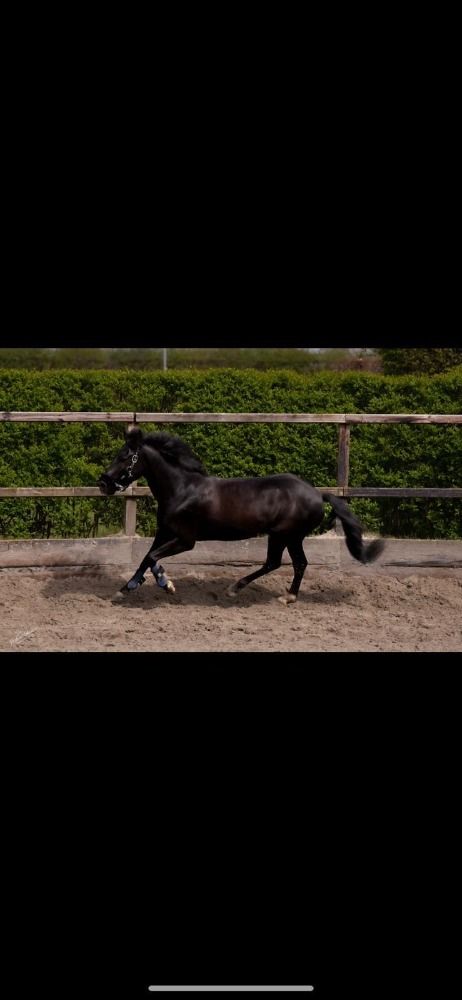 Ander stamboek allround-pony Ruin 10 jaar Zwart te koop - Foto 2