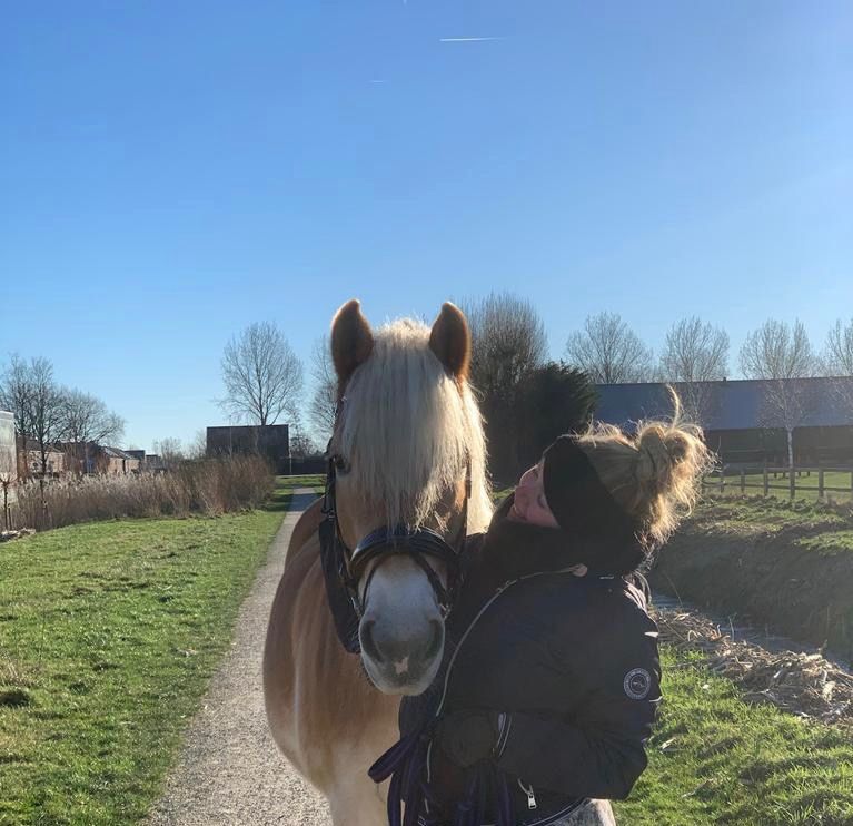 Haflinger recreatie pony Merrie 17 jaar Vos te koop - Foto 6