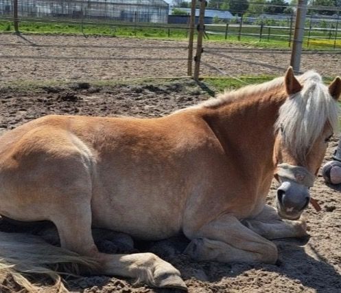 Haflinger recreatie pony Merrie 17 jaar Vos te koop - Foto 4