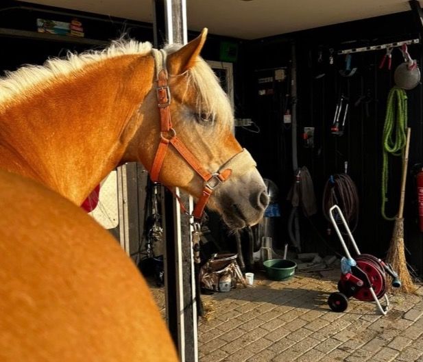 Haflinger recreatie pony Merrie 17 jaar Vos te koop - Foto 5