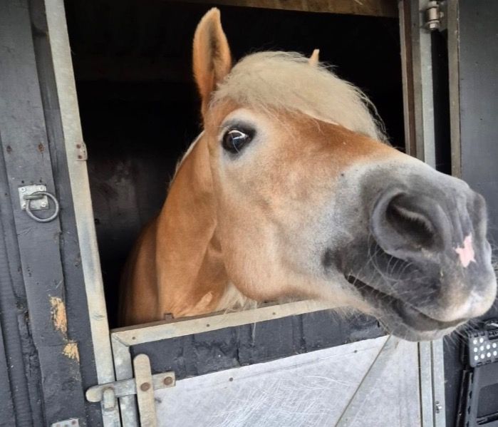 Lieve haflinger merrie